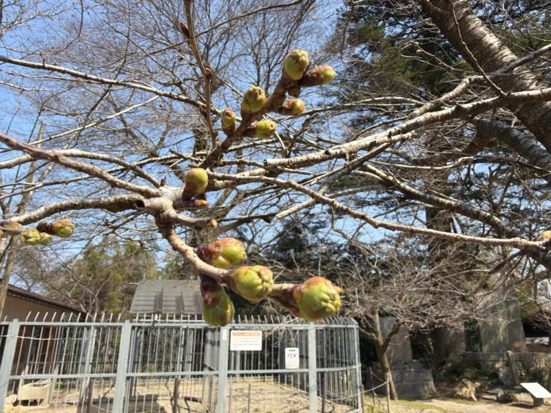 ソメイヨシノ